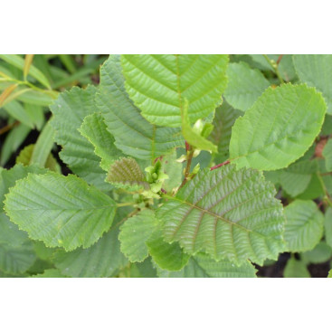 ALNUS glutinosa