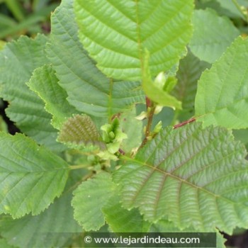 Alnus glutinosa