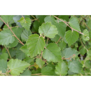 BETULA pubescens