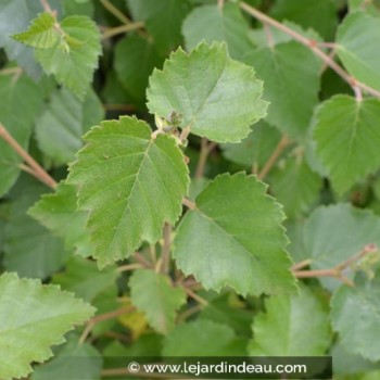 Betula pubescens