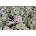 SALIX integra \'Hakuro Nishiki\'