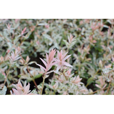 SALIX integra \'Hakuro Nishiki\'