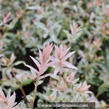 SALIX integra &#039;Hakuro Nishiki&#039;