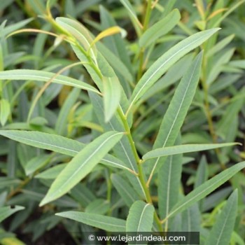 Salix irrorata