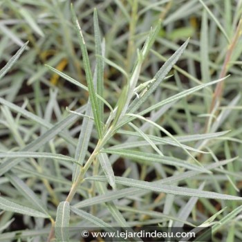 Salix rosmarinifolia