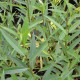 SALIX alba