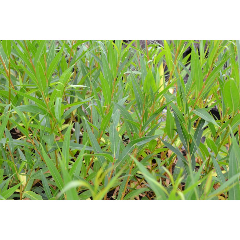 SALIX viminalis