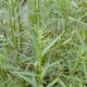 SALIX triandra