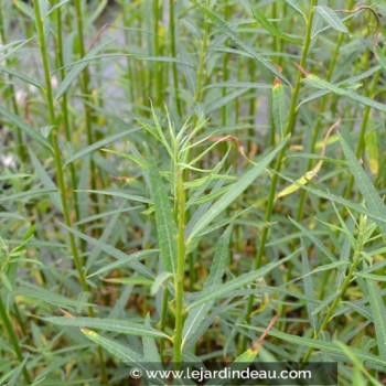 Salix triandra