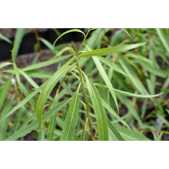 Salix acutifolia 'Blue Streak'