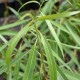 Salix acutifolia 'Blue Streak'