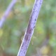 Salix acutifolia 'Blue Streak'