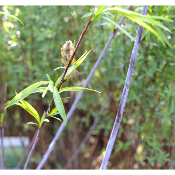 Salix acutifolia 'Blue Streak'