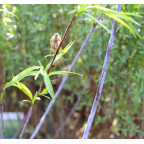 Salix acutifolia 'Blue Streak'