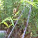 Salix acutifolia 'Blue Streak'