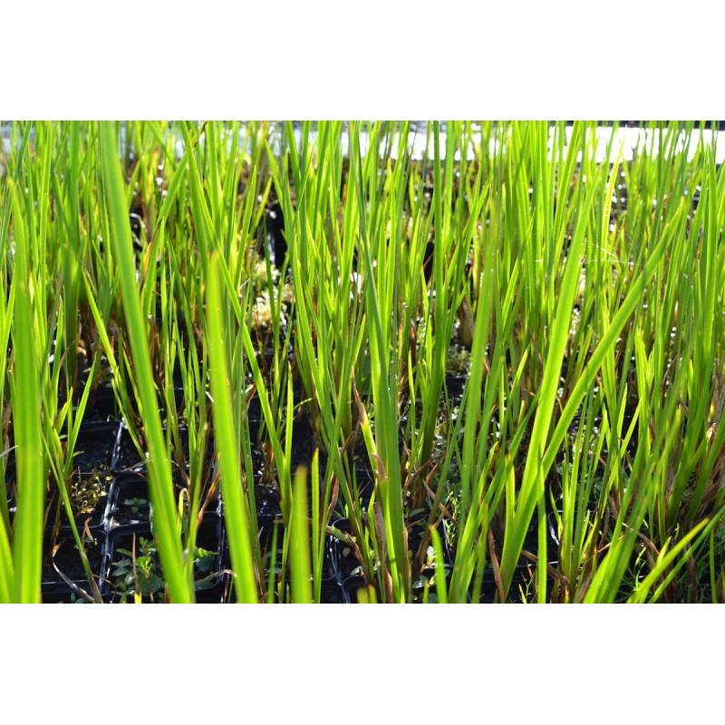 ACORUS calamus