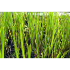 ACORUS calamus