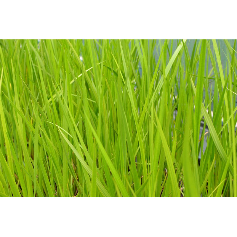 ACORUS calamus
