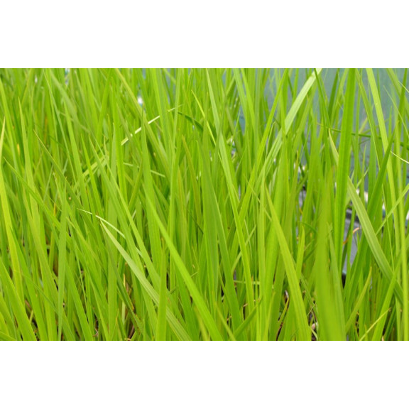 ACORUS calamus