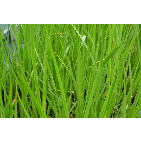 ACORUS calamus