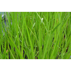 ACORUS calamus