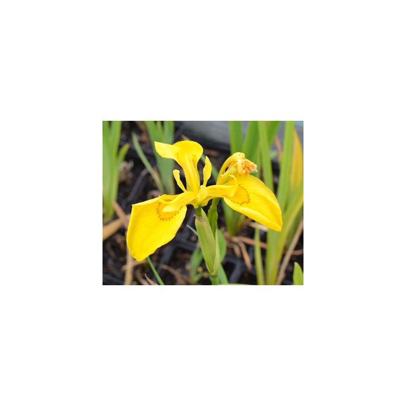 IRIS pseudacorus