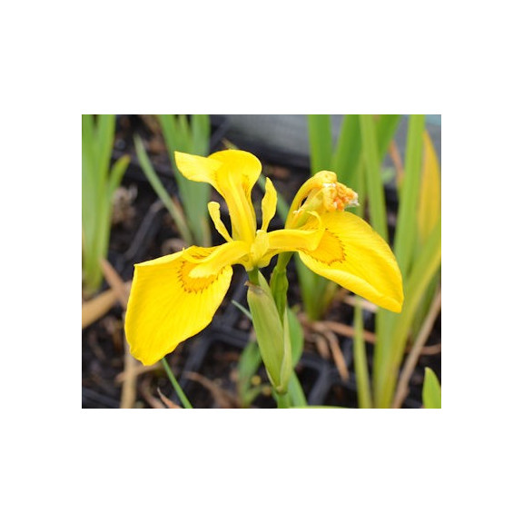 IRIS pseudacorus