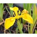 IRIS pseudacorus