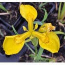 IRIS pseudacorus - Iris des marais /  Yellow flag Iris