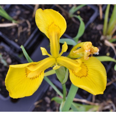 IRIS pseudacorus
