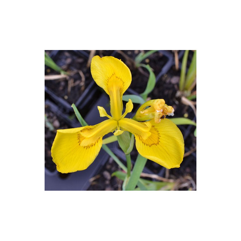 IRIS pseudacorus