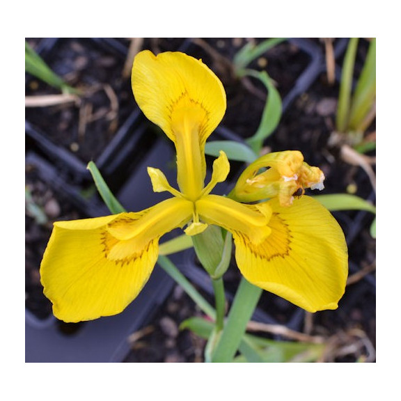 IRIS pseudacorus