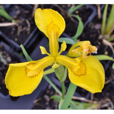 IRIS pseudacorus