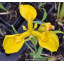 IRIS pseudacorus - Iris des marais /  Yellow flag Iris