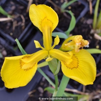 IRIS pseudacorus