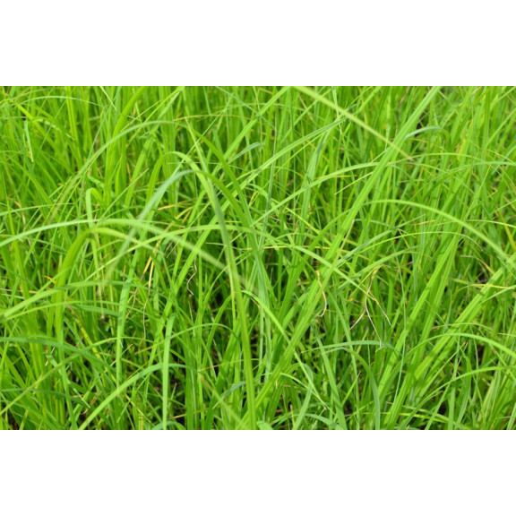 CAREX acuta