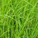 CAREX acuta