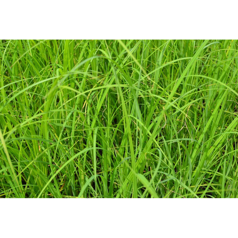 CAREX acuta