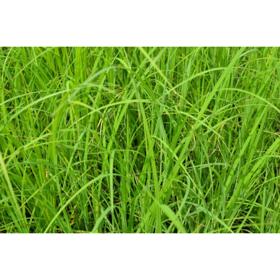 CAREX acuta