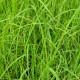 CAREX acuta