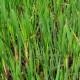 TYPHA angustifolia