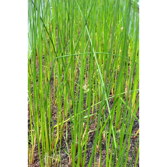 SCHOENOPLECTUS lacustris