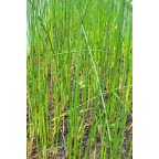 SCHOENOPLECTUS lacustris