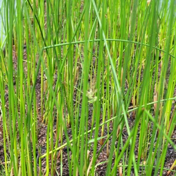 Schoenoplectus lacustris Schoenoplectus lacustris