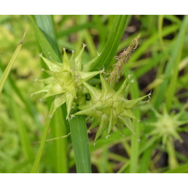 CAREX grayi