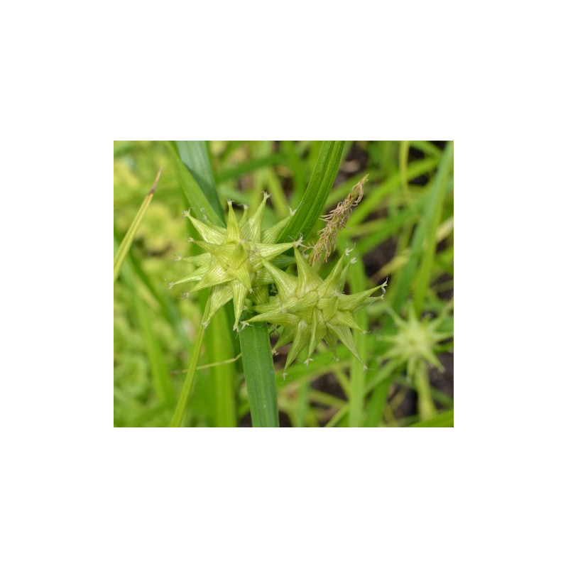 CAREX grayi