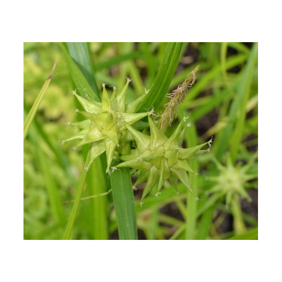 CAREX grayi