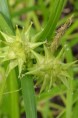 CAREX grayi