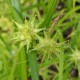 CAREX grayi