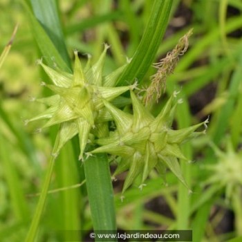 CAREX grayi